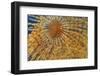 Close-Up of European Fan Worm (Sabella - Spirographis Spallanzani) Malta, Mediteranean, May 2009-Zankl-Framed Photographic Print