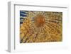 Close-Up of European Fan Worm (Sabella - Spirographis Spallanzani) Malta, Mediteranean, May 2009-Zankl-Framed Photographic Print