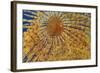 Close-Up of European Fan Worm (Sabella - Spirographis Spallanzani) Malta, Mediteranean, May 2009-Zankl-Framed Photographic Print