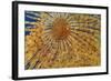 Close-Up of European Fan Worm (Sabella - Spirographis Spallanzani) Malta, Mediteranean, May 2009-Zankl-Framed Photographic Print