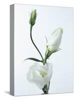 Close-Up of Eustoma Russellanium, Kyoto Pure White, Flower and Buds on a White Background-Pearl Bucknall-Stretched Canvas