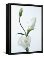 Close-Up of Eustoma Russellanium, Kyoto Pure White, Flower and Buds on a White Background-Pearl Bucknall-Framed Stretched Canvas