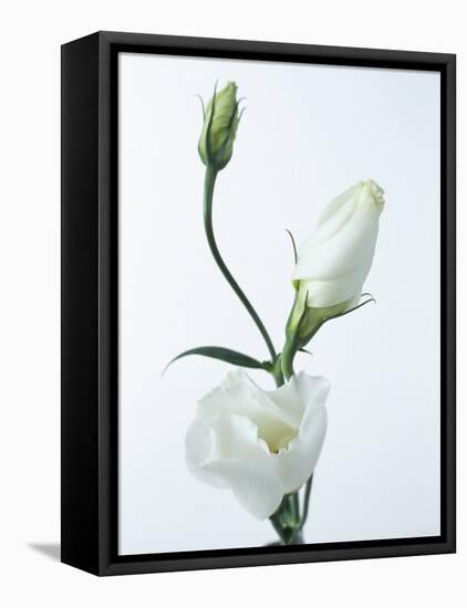 Close-Up of Eustoma Russellanium, Kyoto Pure White, Flower and Buds on a White Background-Pearl Bucknall-Framed Stretched Canvas