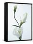 Close-Up of Eustoma Russellanium, Kyoto Pure White, Flower and Buds on a White Background-Pearl Bucknall-Framed Stretched Canvas