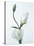 Close-Up of Eustoma Russellanium, Kyoto Pure White, Flower and Buds on a White Background-Pearl Bucknall-Stretched Canvas