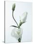 Close-Up of Eustoma Russellanium, Kyoto Pure White, Flower and Buds on a White Background-Pearl Bucknall-Stretched Canvas