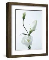 Close-Up of Eustoma Russellanium, Kyoto Pure White, Flower and Buds on a White Background-Pearl Bucknall-Framed Photographic Print