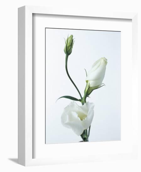 Close-Up of Eustoma Russellanium, Kyoto Pure White, Flower and Buds on a White Background-Pearl Bucknall-Framed Photographic Print