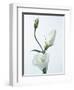Close-Up of Eustoma Russellanium, Kyoto Pure White, Flower and Buds on a White Background-Pearl Bucknall-Framed Photographic Print