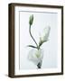 Close-Up of Eustoma Russellanium, Kyoto Pure White, Flower and Buds on a White Background-Pearl Bucknall-Framed Photographic Print