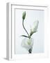 Close-Up of Eustoma Russellanium, Kyoto Pure White, Flower and Buds on a White Background-Pearl Bucknall-Framed Photographic Print