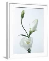 Close-Up of Eustoma Russellanium, Kyoto Pure White, Flower and Buds on a White Background-Pearl Bucknall-Framed Photographic Print