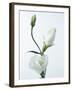 Close-Up of Eustoma Russellanium, Kyoto Pure White, Flower and Buds on a White Background-Pearl Bucknall-Framed Photographic Print