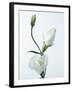 Close-Up of Eustoma Russellanium, Kyoto Pure White, Flower and Buds on a White Background-Pearl Bucknall-Framed Photographic Print