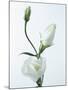 Close-Up of Eustoma Russellanium, Kyoto Pure White, Flower and Buds on a White Background-Pearl Bucknall-Mounted Photographic Print