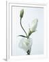 Close-Up of Eustoma Russellanium, Kyoto Pure White, Flower and Buds on a White Background-Pearl Bucknall-Framed Photographic Print