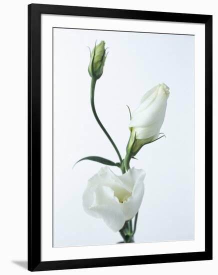 Close-Up of Eustoma Russellanium, Kyoto Pure White, Flower and Buds on a White Background-Pearl Bucknall-Framed Photographic Print