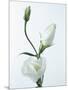 Close-Up of Eustoma Russellanium, Kyoto Pure White, Flower and Buds on a White Background-Pearl Bucknall-Mounted Photographic Print