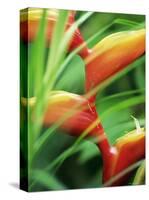 Close-up of Exotic Plant, Dominica, Caribbean, West Indies, Central America-Fred Friberg-Stretched Canvas