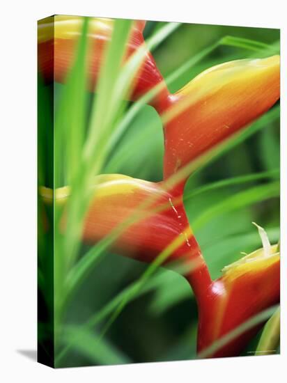 Close-up of Exotic Plant, Dominica, Caribbean, West Indies, Central America-Fred Friberg-Stretched Canvas
