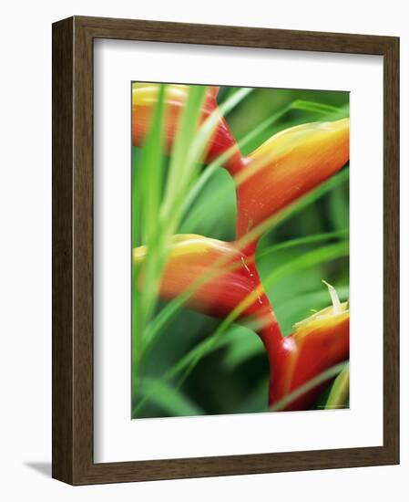 Close-up of Exotic Plant, Dominica, Caribbean, West Indies, Central America-Fred Friberg-Framed Photographic Print