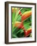 Close-up of Exotic Plant, Dominica, Caribbean, West Indies, Central America-Fred Friberg-Framed Photographic Print