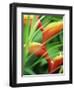 Close-up of Exotic Plant, Dominica, Caribbean, West Indies, Central America-Fred Friberg-Framed Photographic Print