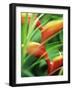 Close-up of Exotic Plant, Dominica, Caribbean, West Indies, Central America-Fred Friberg-Framed Photographic Print