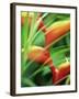 Close-up of Exotic Plant, Dominica, Caribbean, West Indies, Central America-Fred Friberg-Framed Photographic Print