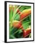 Close-up of Exotic Plant, Dominica, Caribbean, West Indies, Central America-Fred Friberg-Framed Photographic Print