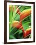 Close-up of Exotic Plant, Dominica, Caribbean, West Indies, Central America-Fred Friberg-Framed Photographic Print