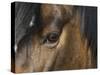 Close Up of Eye of a Paint Mare, Berthoud, Colorado, USA-Carol Walker-Stretched Canvas