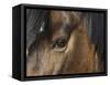 Close Up of Eye of a Paint Mare, Berthoud, Colorado, USA-Carol Walker-Framed Stretched Canvas