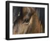 Close Up of Eye of a Paint Mare, Berthoud, Colorado, USA-Carol Walker-Framed Photographic Print