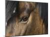Close Up of Eye of a Paint Mare, Berthoud, Colorado, USA-Carol Walker-Mounted Photographic Print