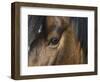 Close Up of Eye of a Paint Mare, Berthoud, Colorado, USA-Carol Walker-Framed Photographic Print