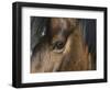 Close Up of Eye of a Paint Mare, Berthoud, Colorado, USA-Carol Walker-Framed Photographic Print