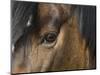 Close Up of Eye of a Paint Mare, Berthoud, Colorado, USA-Carol Walker-Mounted Photographic Print