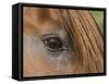 Close Up of Eye of Chestnut Peruvian Paso Stallion, Sante Fe, New Mexico, USA-Carol Walker-Framed Stretched Canvas