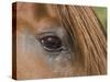 Close Up of Eye of Chestnut Peruvian Paso Stallion, Sante Fe, New Mexico, USA-Carol Walker-Stretched Canvas