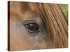 Close Up of Eye of Chestnut Peruvian Paso Stallion, Sante Fe, New Mexico, USA-Carol Walker-Stretched Canvas