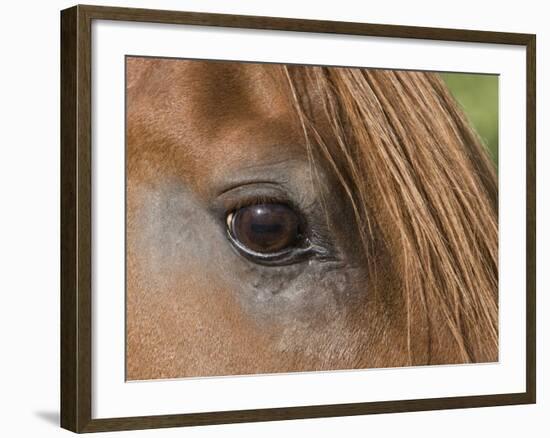 Close Up of Eye of Chestnut Peruvian Paso Stallion, Sante Fe, New Mexico, USA-Carol Walker-Framed Photographic Print