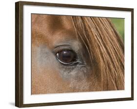 Close Up of Eye of Chestnut Peruvian Paso Stallion, Sante Fe, New Mexico, USA-Carol Walker-Framed Photographic Print