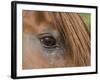 Close Up of Eye of Chestnut Peruvian Paso Stallion, Sante Fe, New Mexico, USA-Carol Walker-Framed Photographic Print