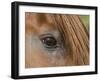 Close Up of Eye of Chestnut Peruvian Paso Stallion, Sante Fe, New Mexico, USA-Carol Walker-Framed Photographic Print