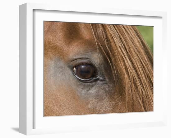 Close Up of Eye of Chestnut Peruvian Paso Stallion, Sante Fe, New Mexico, USA-Carol Walker-Framed Photographic Print