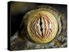 Close Up of Eye of Leaf Tailed Gecko Eye Detail, Nosy Mangabe, Northeast Madagascar-Inaki Relanzon-Stretched Canvas