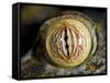 Close Up of Eye of Leaf Tailed Gecko Eye Detail, Nosy Mangabe, Northeast Madagascar-Inaki Relanzon-Framed Stretched Canvas