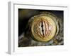 Close Up of Eye of Leaf Tailed Gecko Eye Detail, Nosy Mangabe, Northeast Madagascar-Inaki Relanzon-Framed Photographic Print