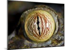 Close Up of Eye of Leaf Tailed Gecko Eye Detail, Nosy Mangabe, Northeast Madagascar-Inaki Relanzon-Mounted Photographic Print